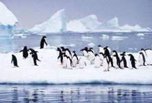 Best Time of Year to Visit Antarctica