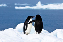 Antarctica Holidays